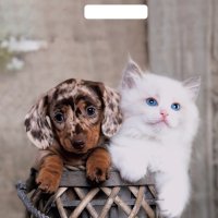 Пакет ПВД с вырубной ручкой 31х40 60мкм Пушистая парочка (50/1000)