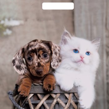 Пакет ПВД с вырубной ручкой 31х40 60мкм Пушистая парочка (50/1000)