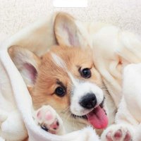 Пакет ПВД с вырубной ручкой 38х45 60мкм Малыш Веня (50)